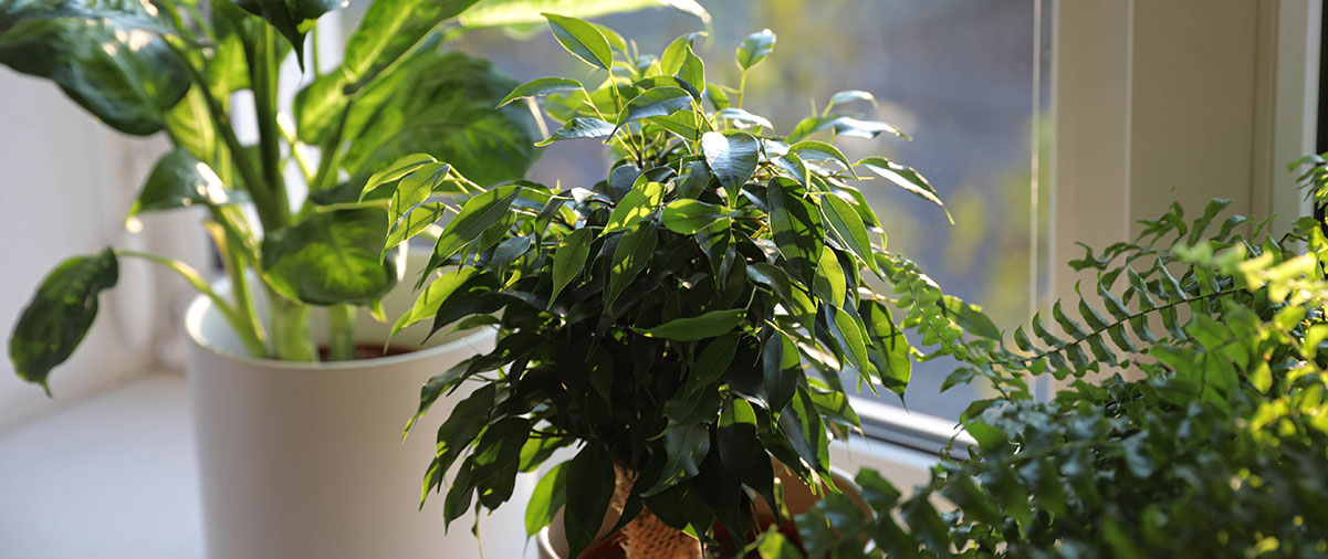 Brighten Up Your Home With Houseplants!