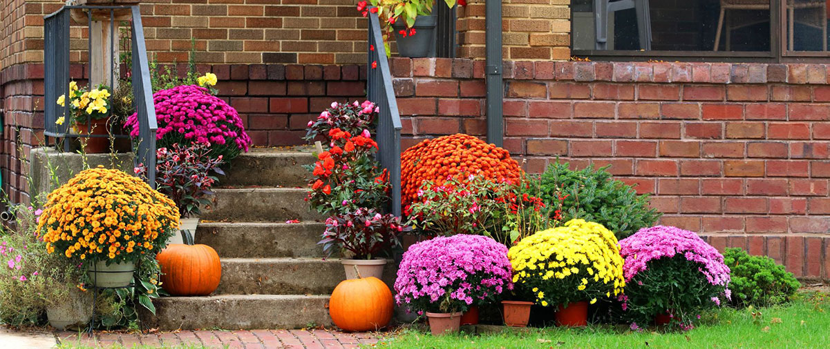 Fall Mums Are Back!